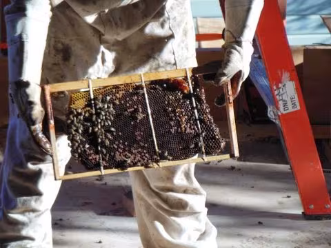 Super Bee Rescue and Removal Pest Control Santa Barbara CA live-remove