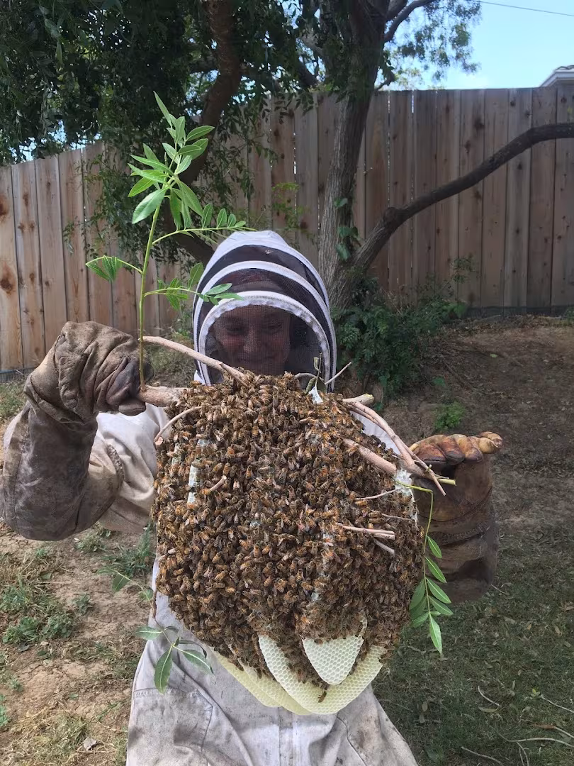 Super Bee Rescue and Removal Pest Control Santa Barbara CA flea