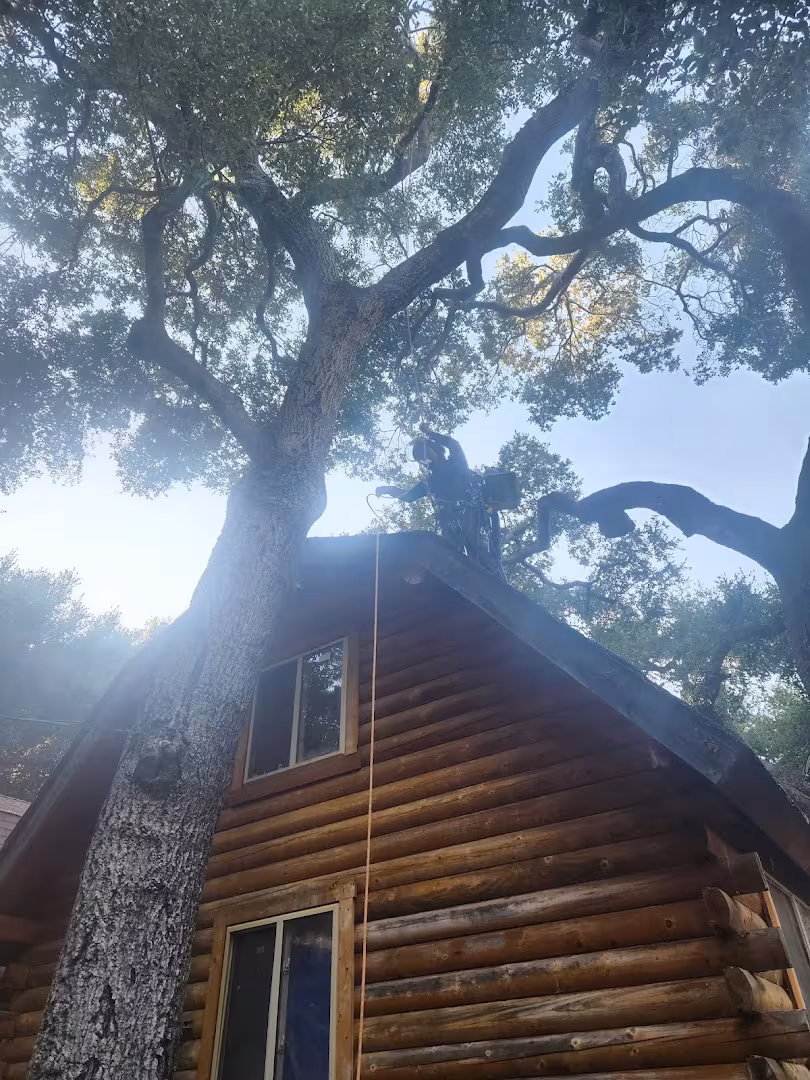 Santa Barbara San Roque Tree Care Tree Service CA hollow