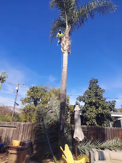 Santa Barbara San Roque Tree Care Tree Service CA oak-care