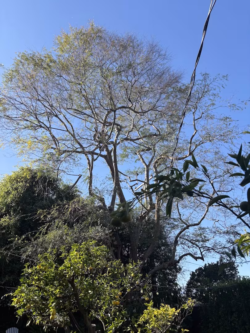 Santa Barbara San Roque Tree Care Tree Service CA heritage