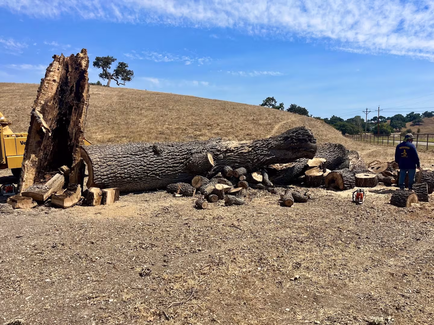 Santa Barbara Beaver Tree SB. DBA Beaver Arborist Tree Service CA bracing
