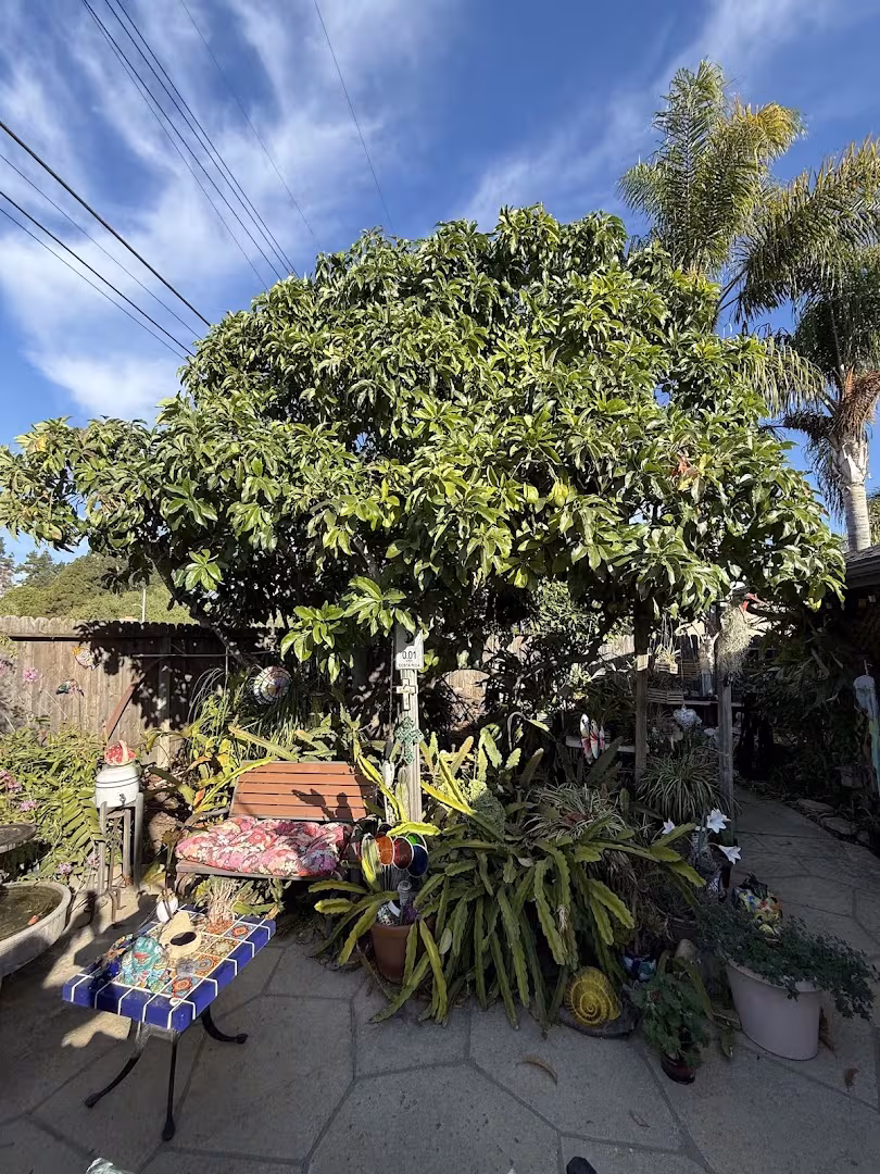 Santa Barbara Branch Out Tree Care, Inc. Tree Service CA codominant