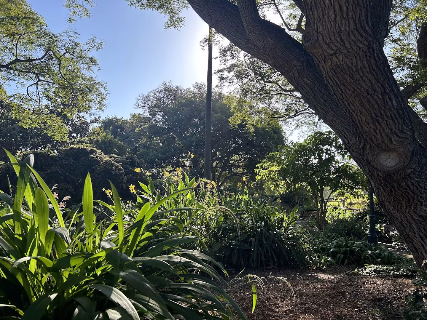 Alice Keck Park Memorial Garden Tree Service Santa Barbara CA climbing