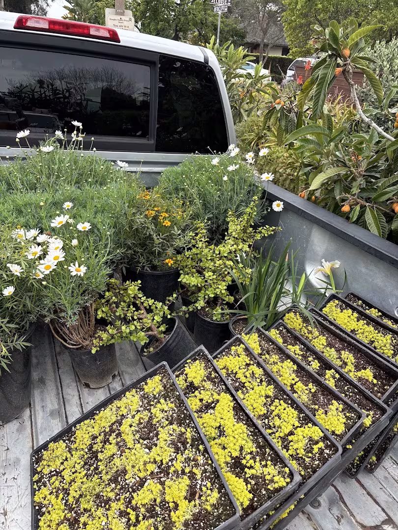 DLC Landscaping Tree Service Santa Barbara CA piece-down