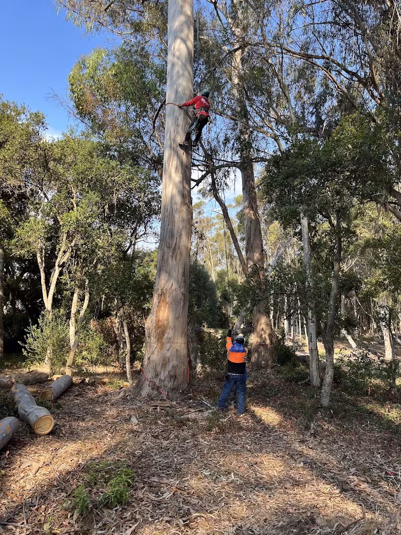 Santa Barbara CA Economy Tree Tree Service clean-sweep