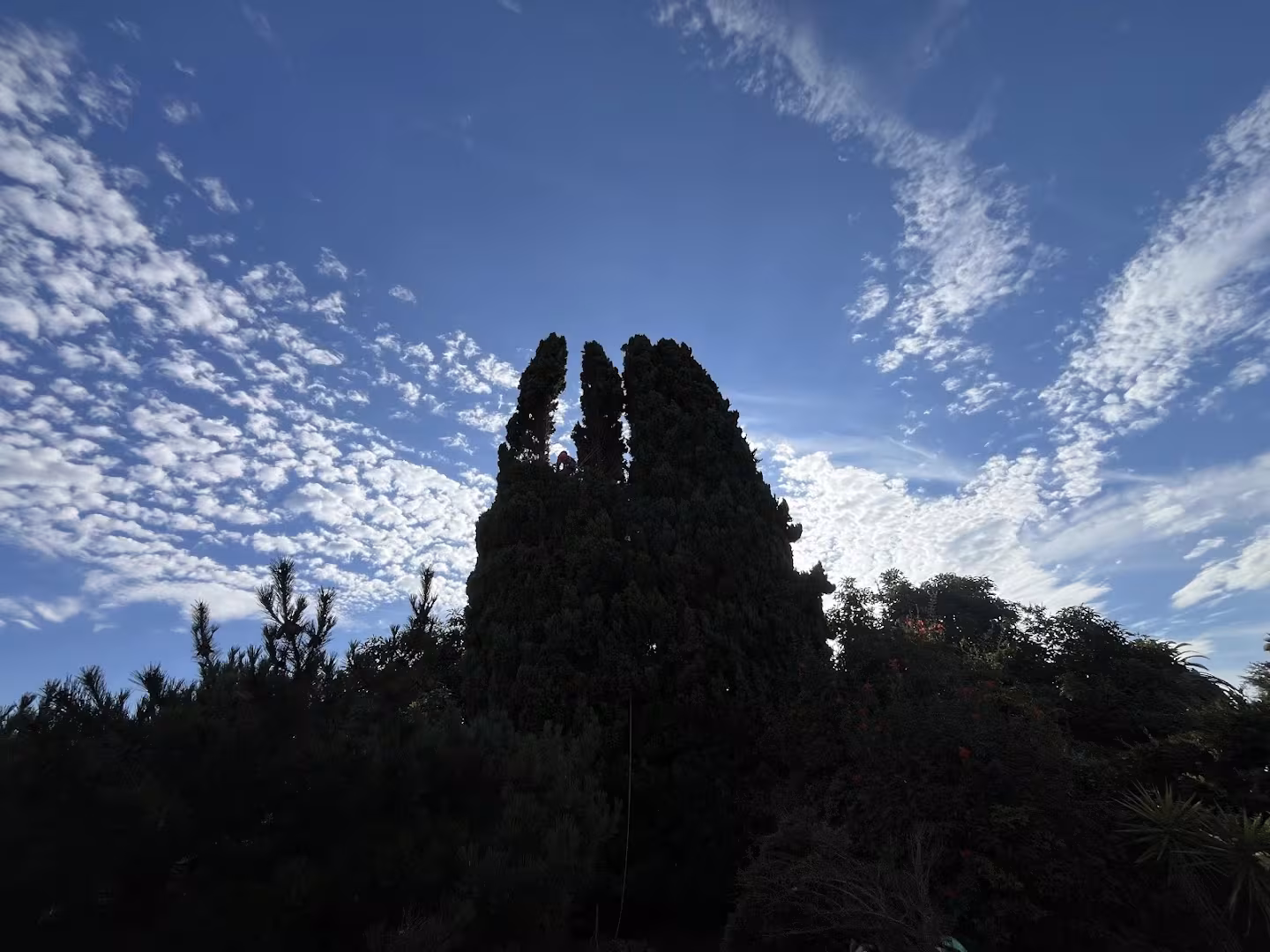 Santa Barbara CA Economy Tree Tree Service crown-clean