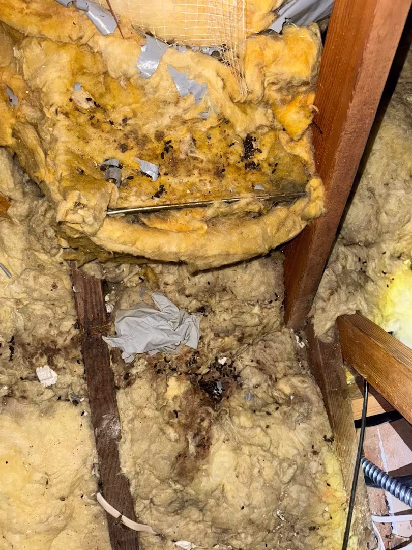 Green Rodent Restoration Pest Control Santa Barbara CA foam