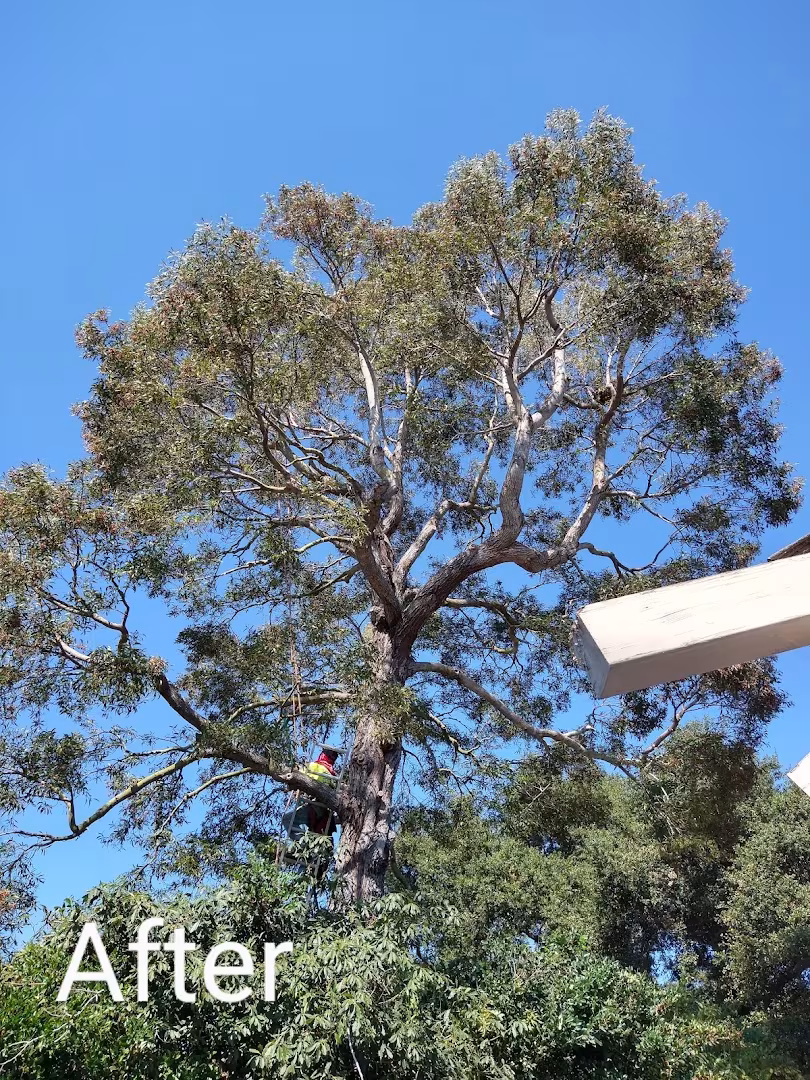 Honey Bee Tree Care Tree Service Santa Barbara CA clean-sweep