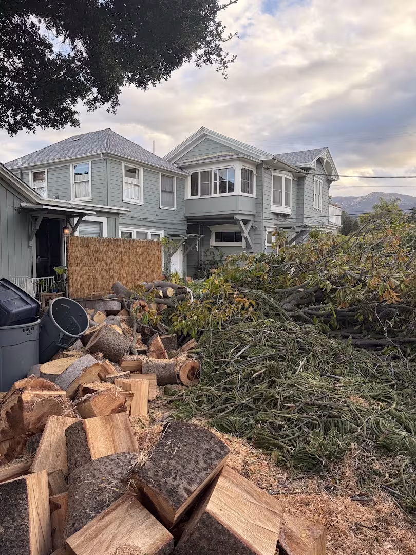 Santa Barbara CA MONTECITO TREE CARE Tree Service cabling