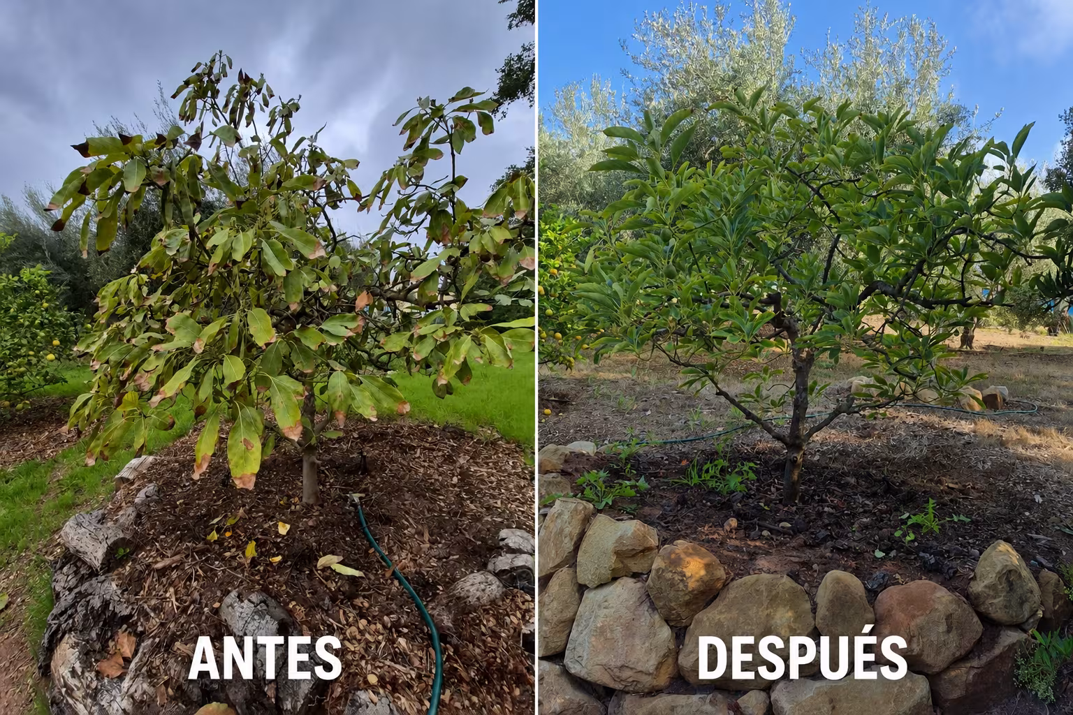 Santos landscaping Tree Service Santa Barbara CA lawn-protect