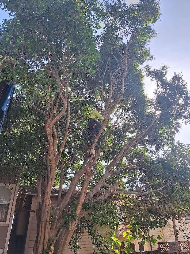 Santa Bárbara CA Segura tree service Tree Service climbing