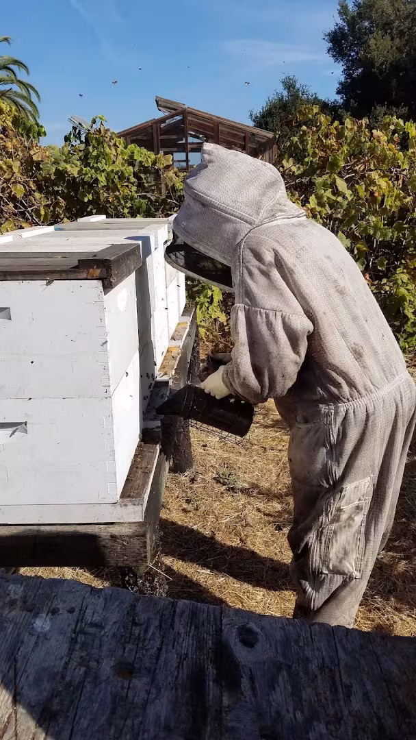 Super Bee Rescue and Removal Pest Control Santa Barbara CA tick