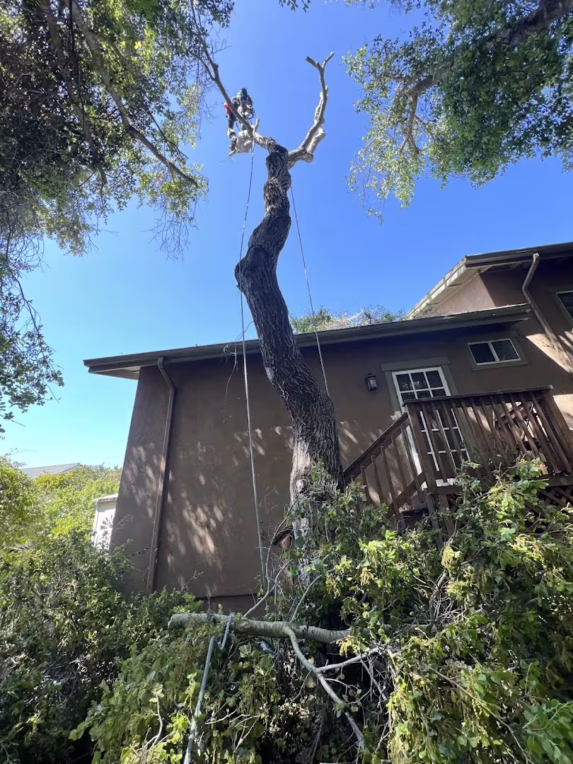 Cal-Green Landscaping and Tree Care Tree Service Santa Barbara CA chipper