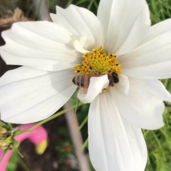 Santa Barbara CA Dave's Organic Gardening Pest Control bird