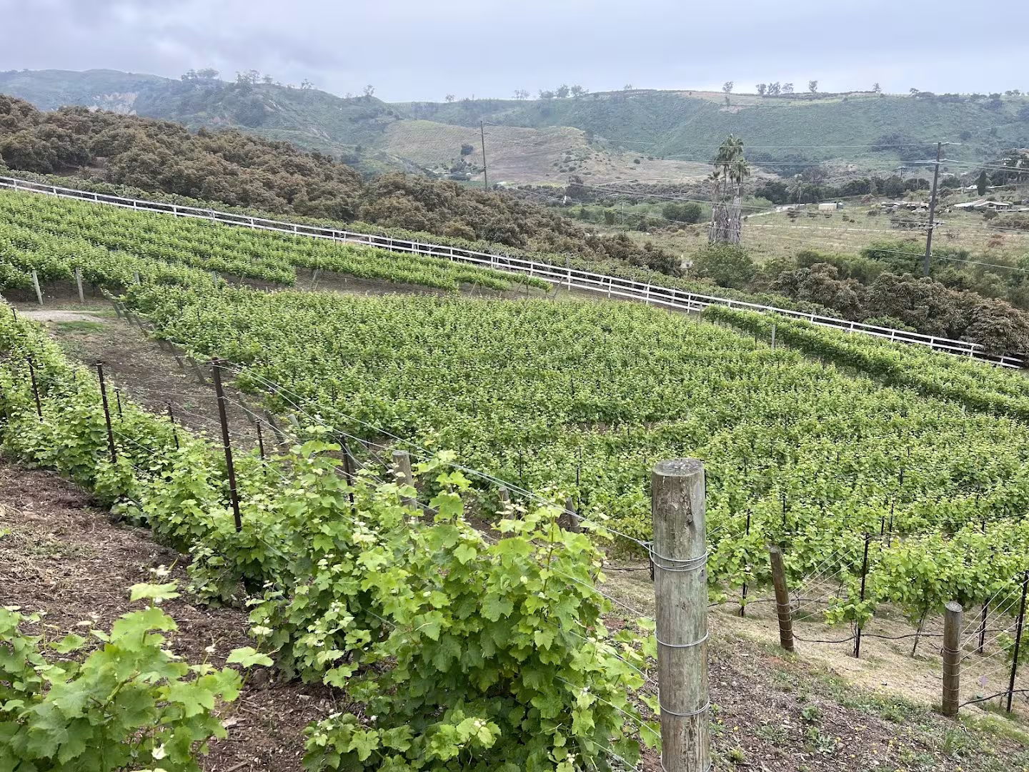 Santa Barbara Down To Earth Landscapes, Inc. Landscaping & Lawn Care CA stripe