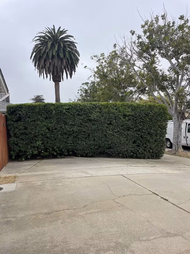 Honey Bee Tree Care Tree Service Santa Barbara CA green-waste-tree