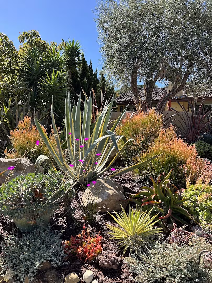 Santa Barbara Landscaping & Lawn Care Alexander Landscape & Designs CA scalp