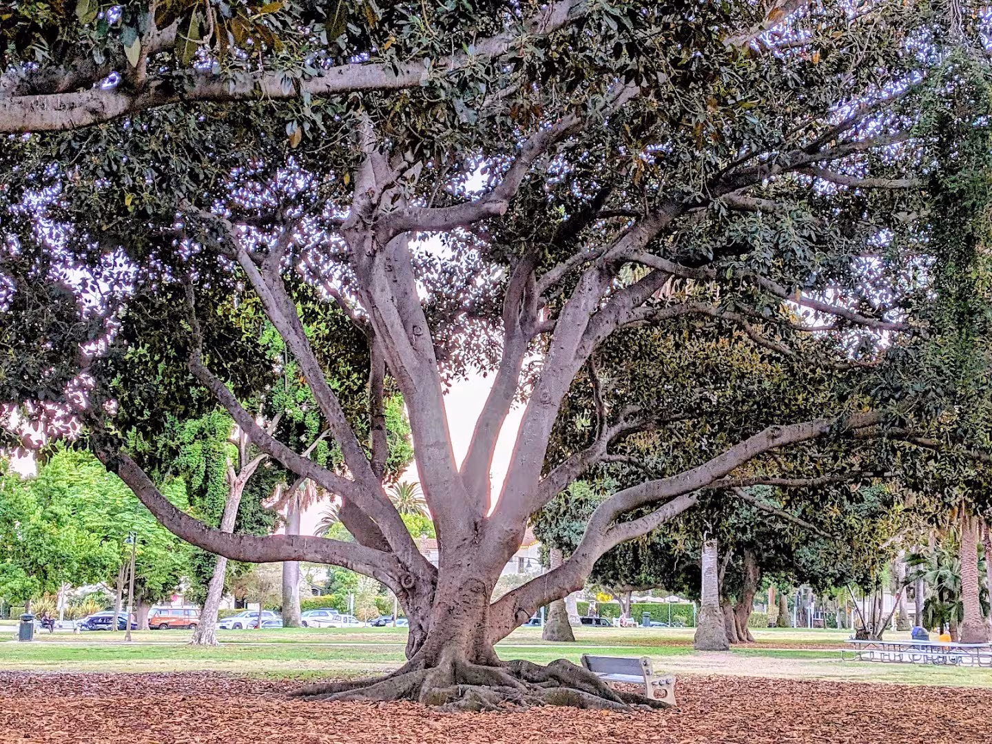 Alice Keck Park Memorial Garden Tree Service Santa Barbara CA cabling