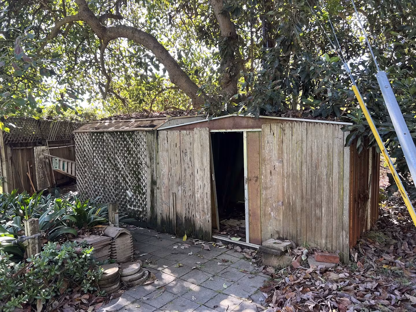 Cal-Green Landscaping and Tree Care Tree Service Santa Barbara CA palm-trim