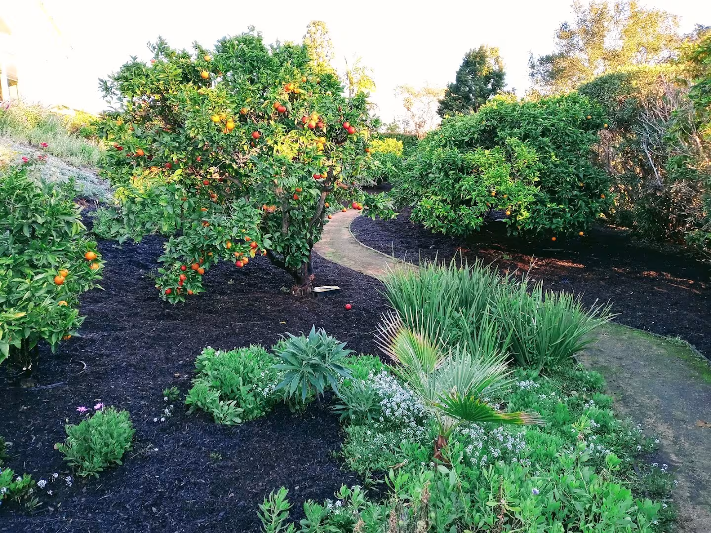 Santa Barbara Landscaping & Lawn Care Sotero Landscaping CA edging