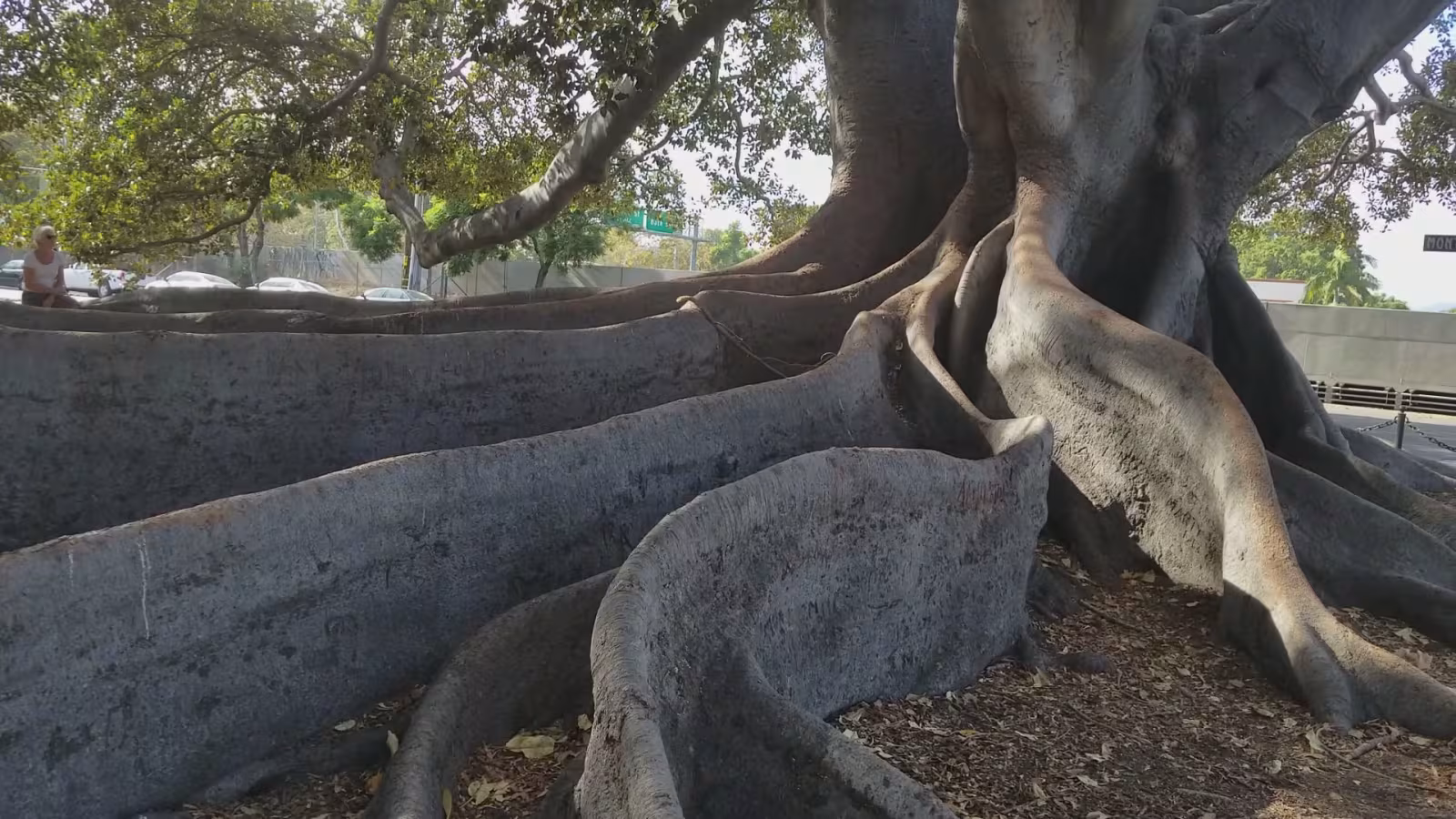 Moreton Bay Fig Tree Tree Service Santa Barbara CA leaning