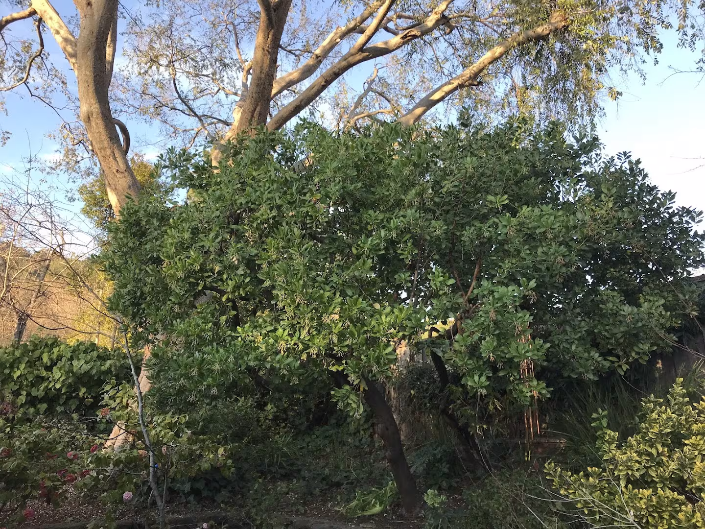 Natures Vision Tree Service Santa Barbara CA tree-remove