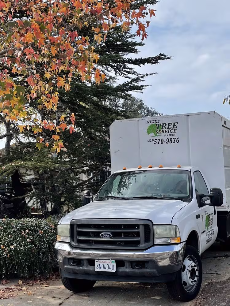Santa Barbara Nick's Tree Service Tree Service CA bracing