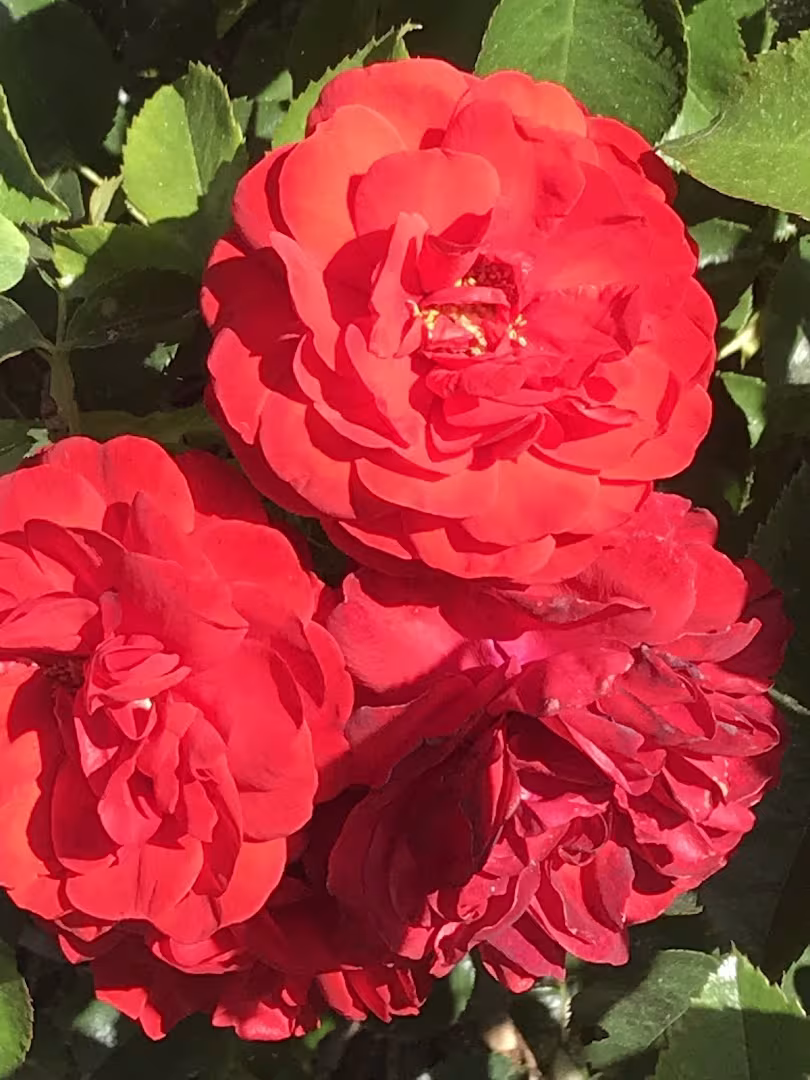 Santa Barbara CA Dave's Organic Gardening Pest Control fence-line