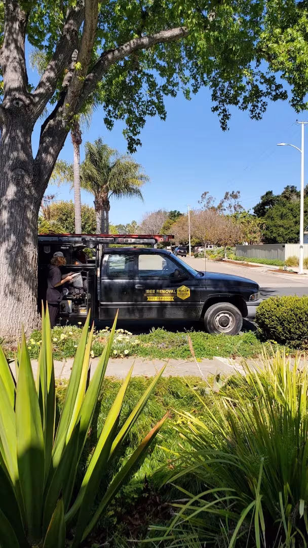 Super Bee Rescue and Removal Pest Control Santa Barbara CA bed-bug