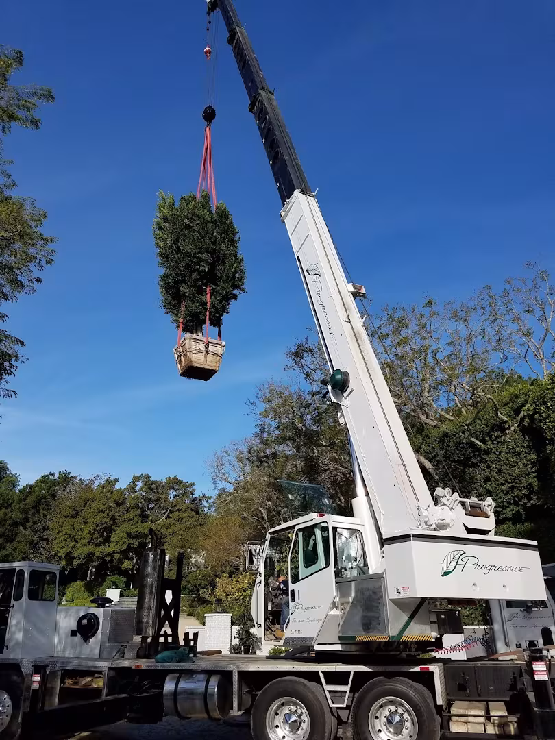 CA Santa Barbara Progressive Care Tree Service palm-trim