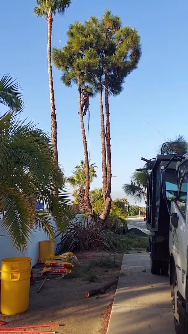 Santa Barbara San Roque Tree Care Tree Service CA borer