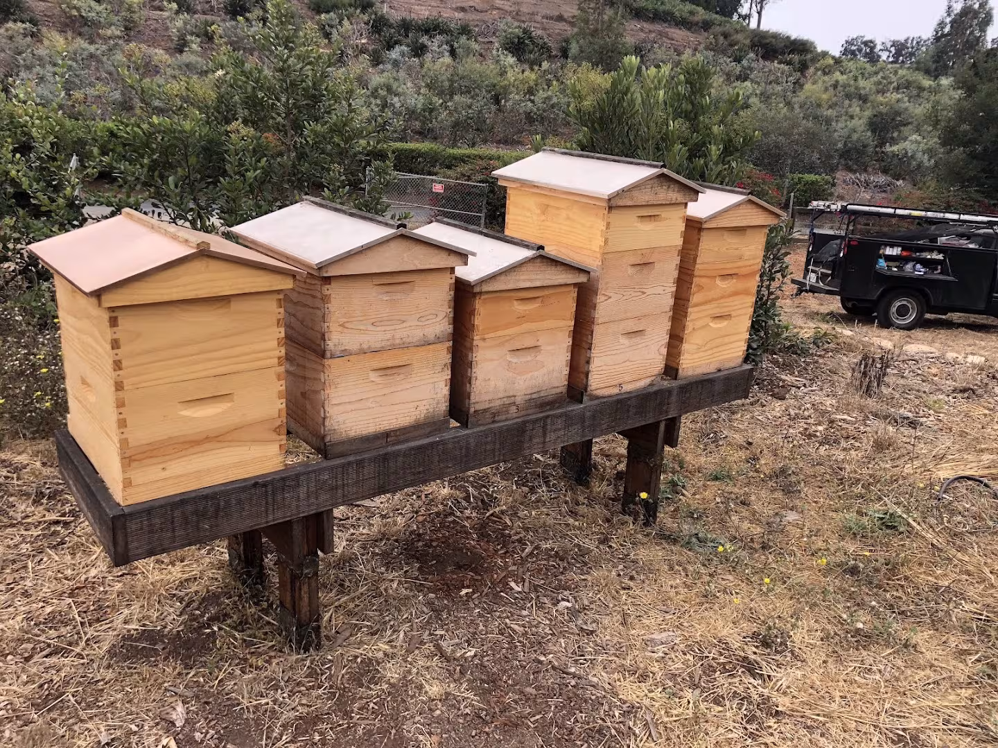 Super Bee Rescue and Removal Pest Control Santa Barbara CA yellowjacket