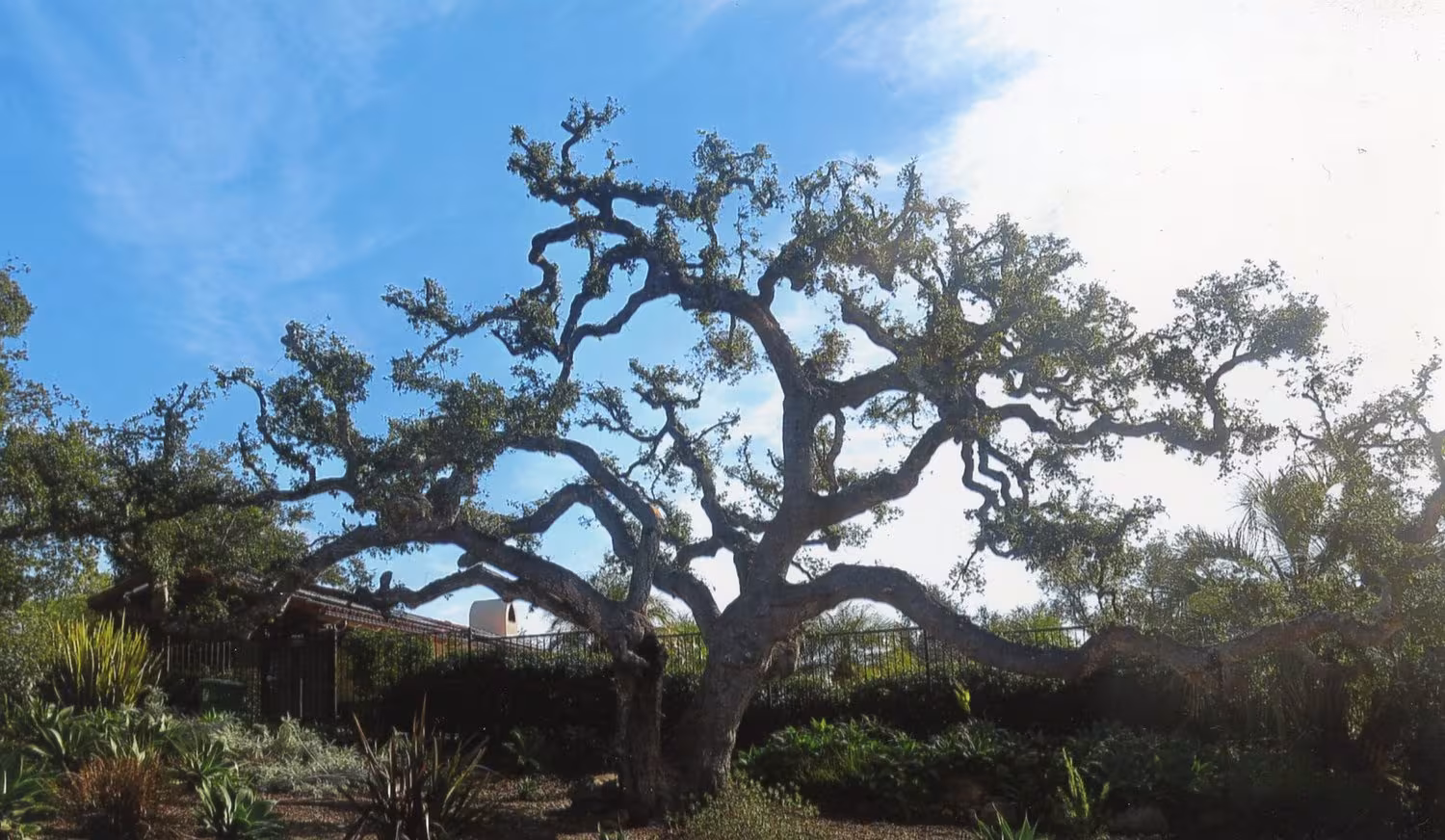 Tree Service TLC Tree Service Santa Barbara CA cabling