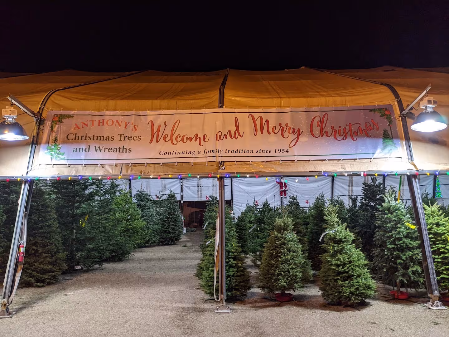 Tree Service Anthony's Christmas Trees Santa Barbara CA stake