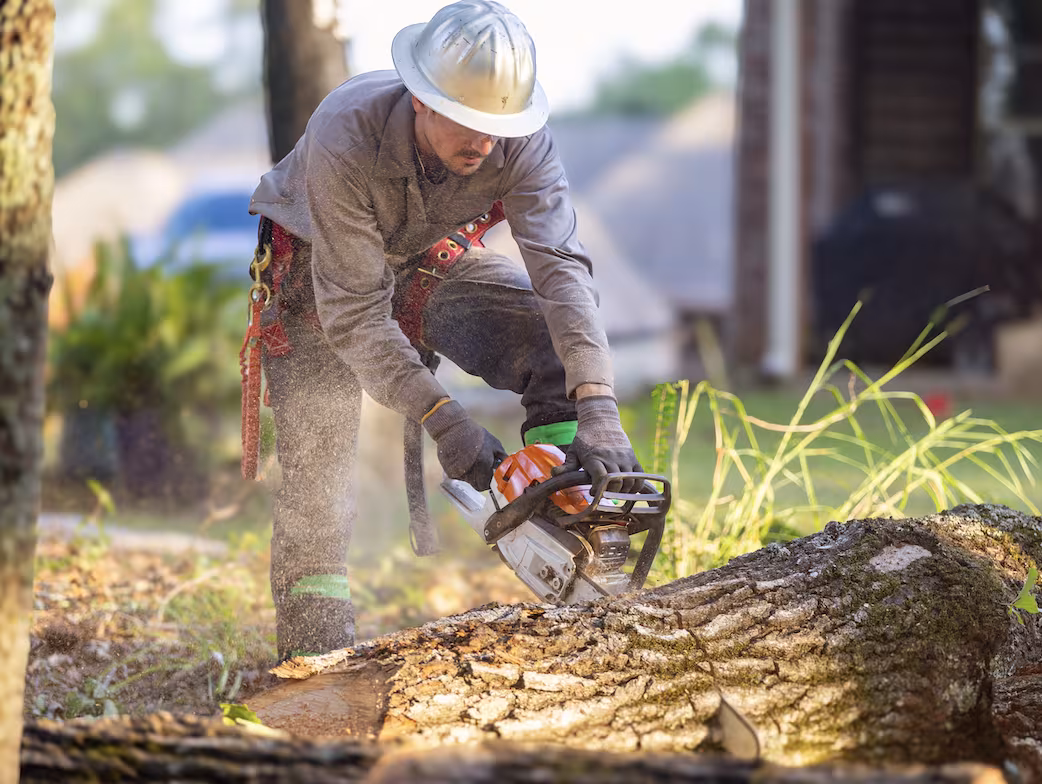 Santa Barbara Tree Service Economy Tree CA lawn-protect
