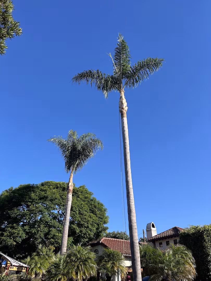 Santa Barbara Tree Service Economy Tree CA tree-trim