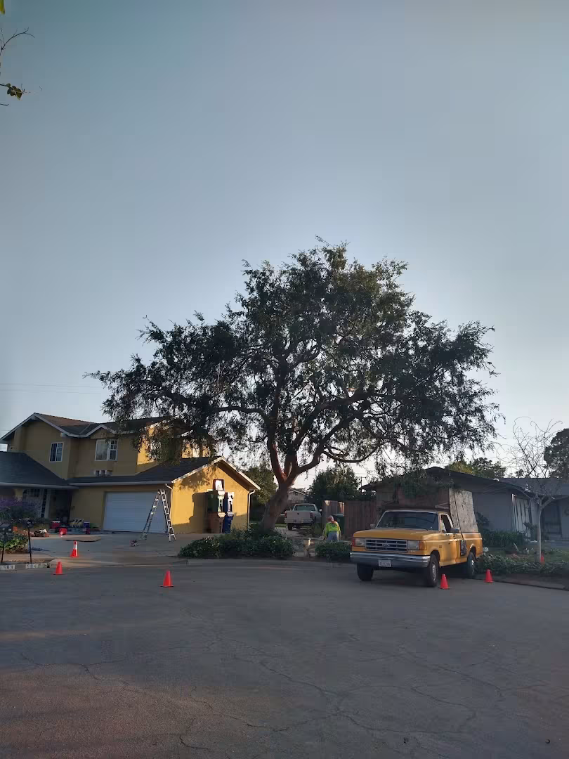 Honey Bee Tree Care Tree Service Santa Barbara CA lawn-protect