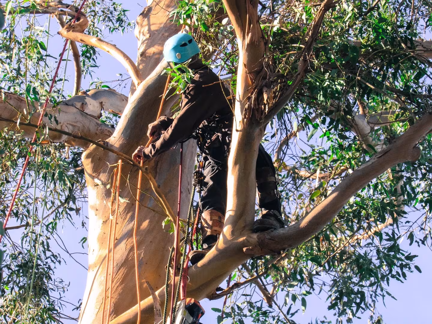 Santa Barbara Tree Service MONTECITO TREE CARE CA tree-remove