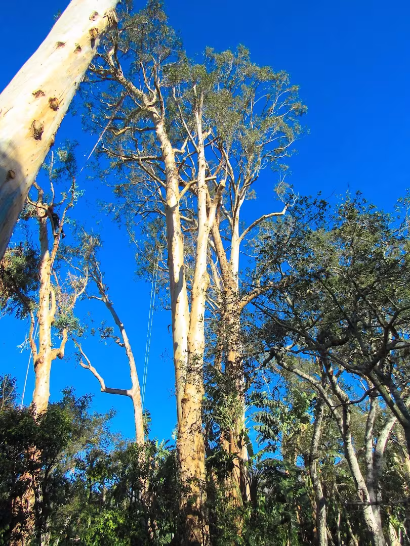 Santa Barbara Tree Service MONTECITO TREE CARE CA tree-trim