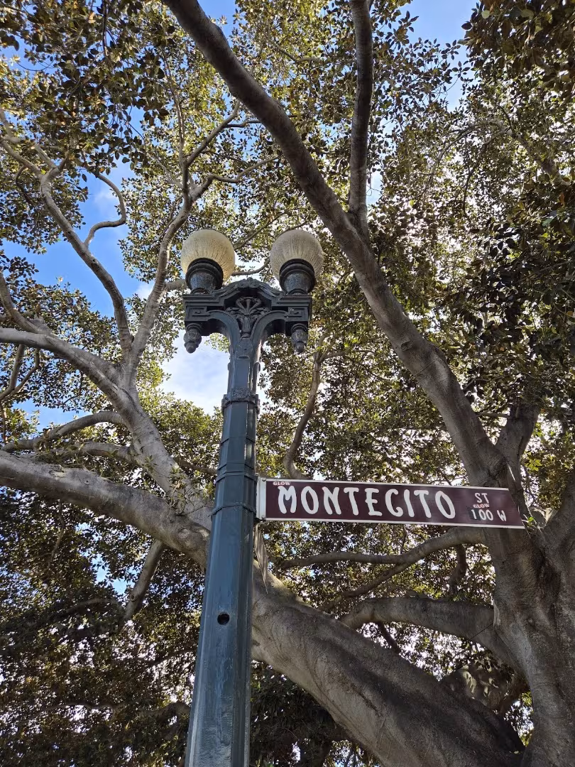 Moreton Bay Fig Tree Tree Service Santa Barbara CA sectional