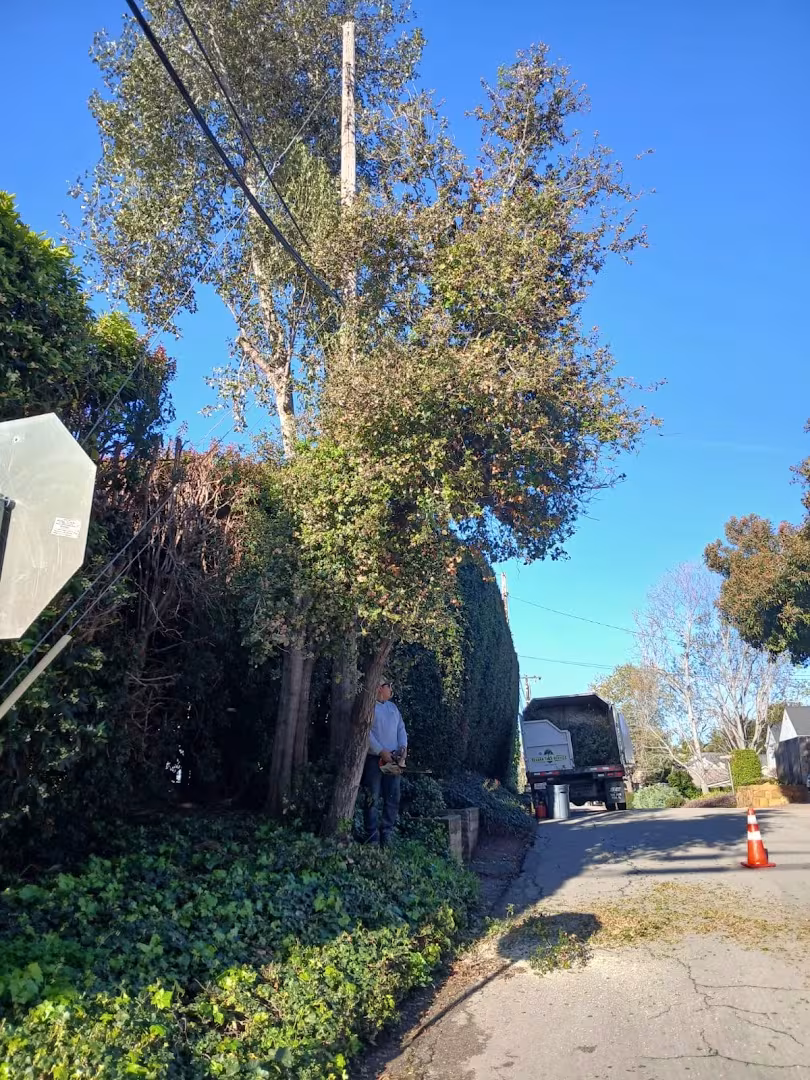 Santa Bárbara Tree Service Segura tree service CA palm-skin