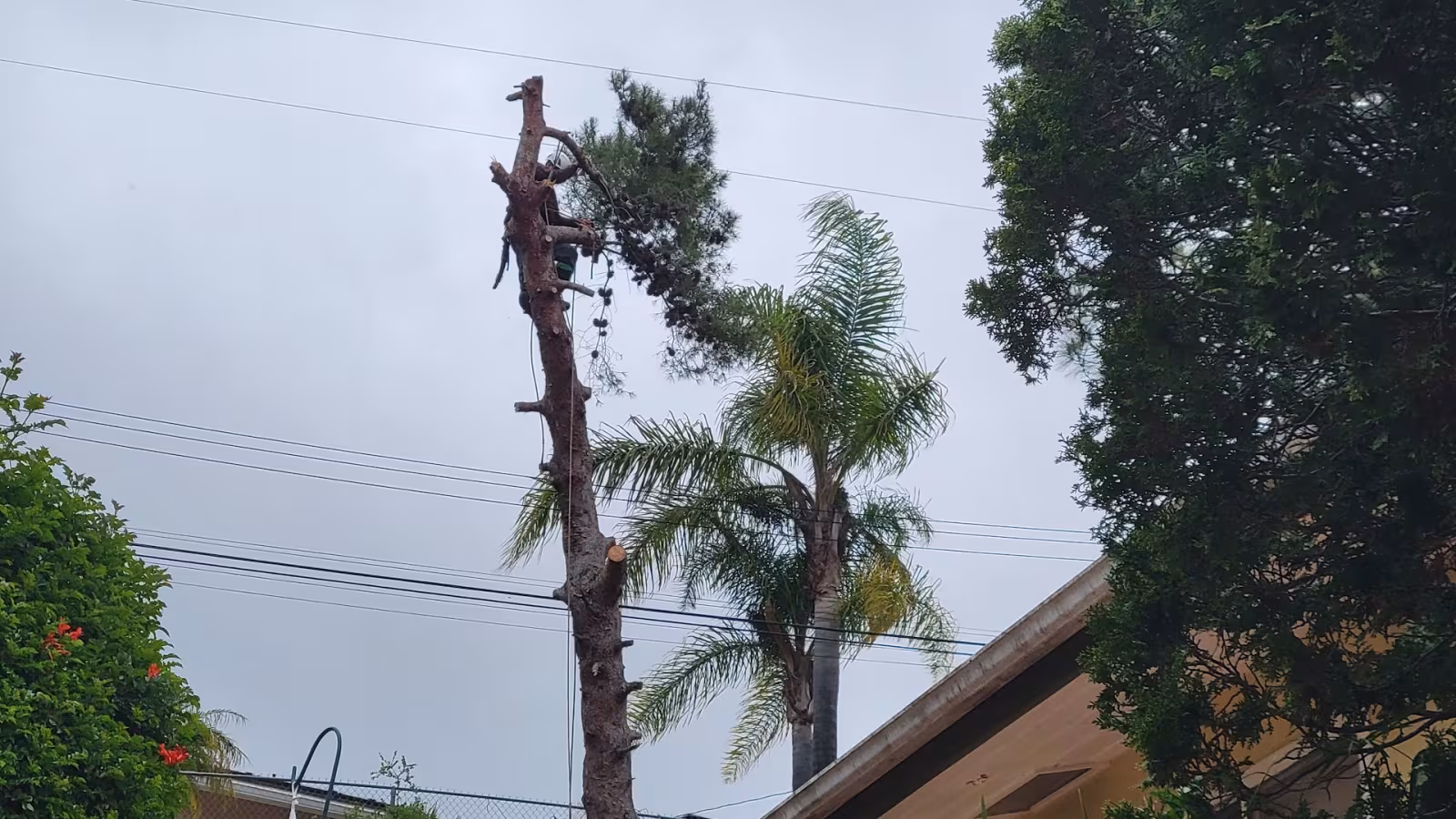 Santa Bárbara Tree Service Segura tree service CA sectional