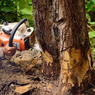 Santos Tree Service & Garden Tree Service Altadena CA roof-clearance