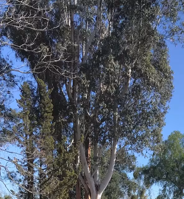 SB Tree Care Tree Service Goleta CA failure