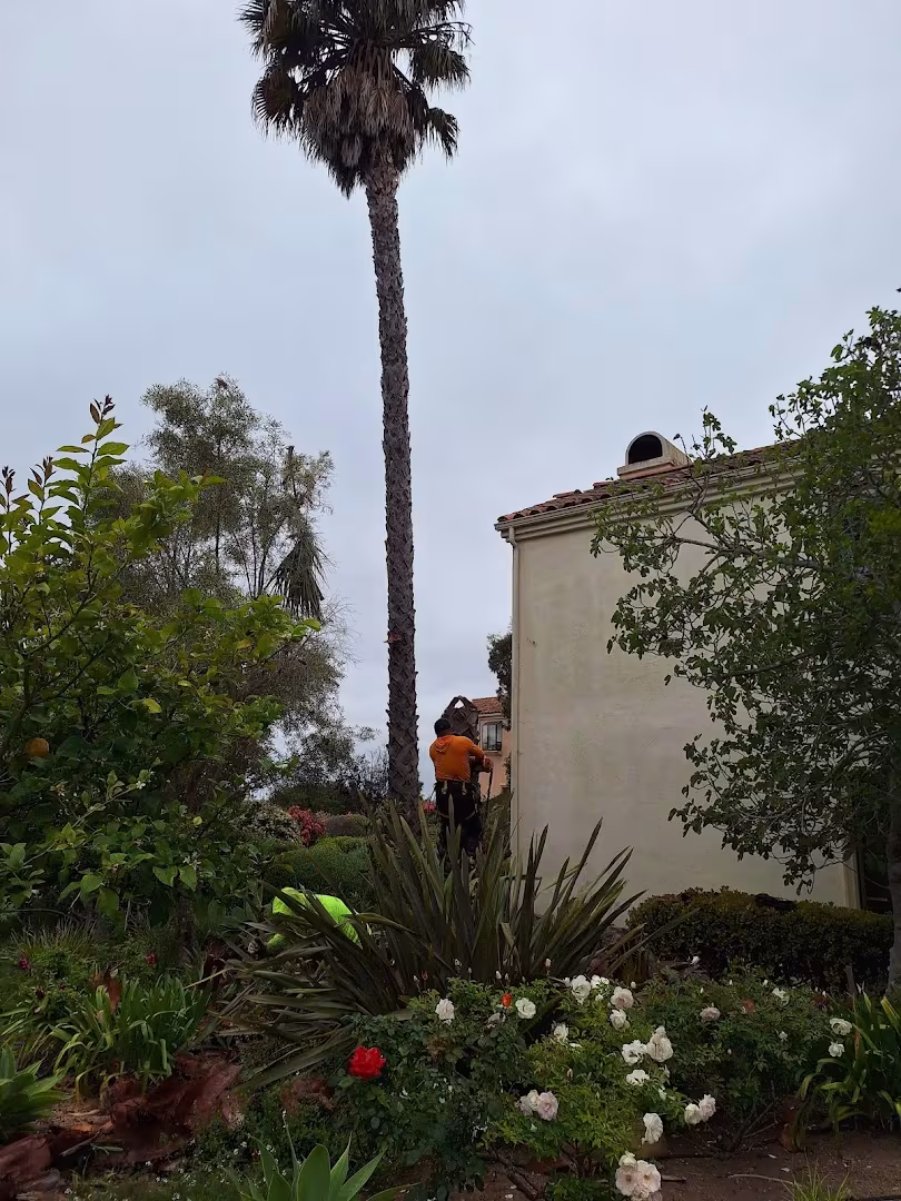 Segura tree service Tree Service CA Santa Bárbara drop-zone