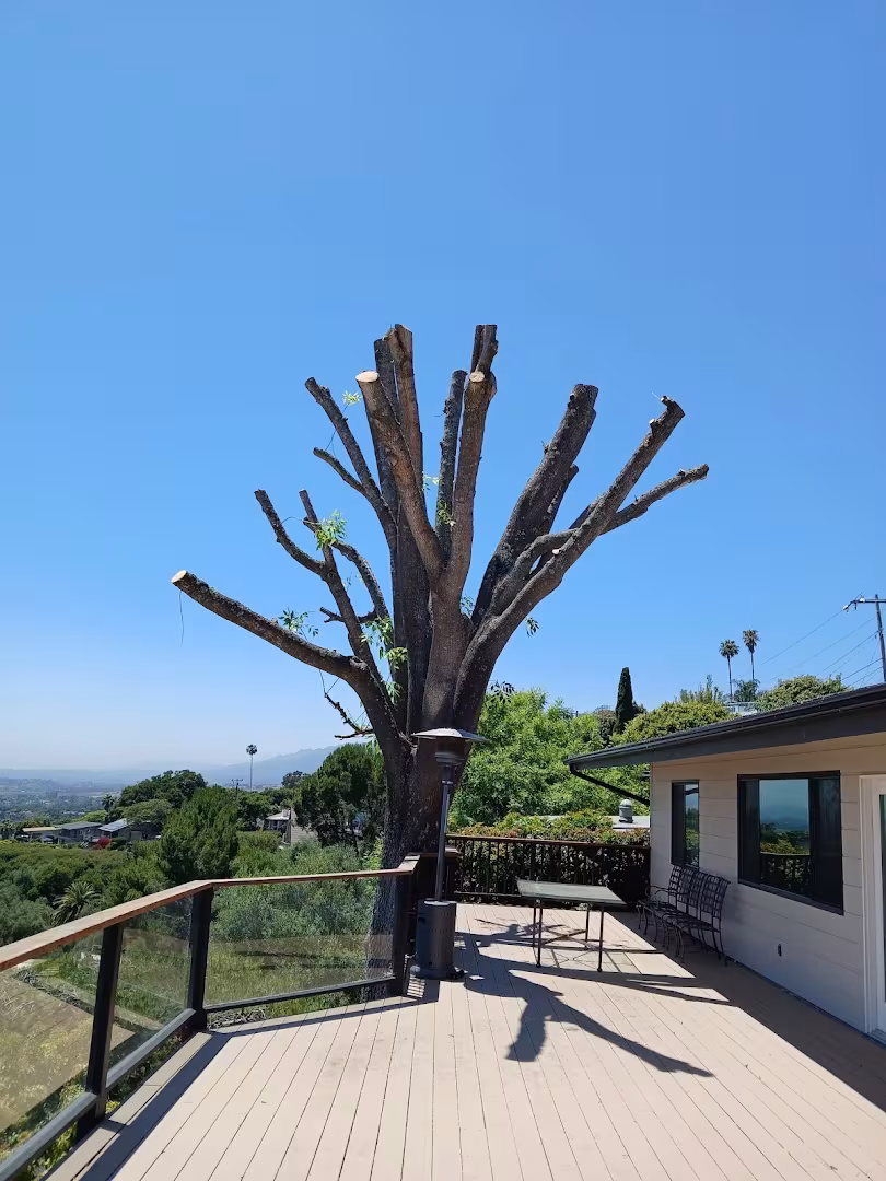 Segura tree service Tree Service CA Santa Bárbara fruit-tree
