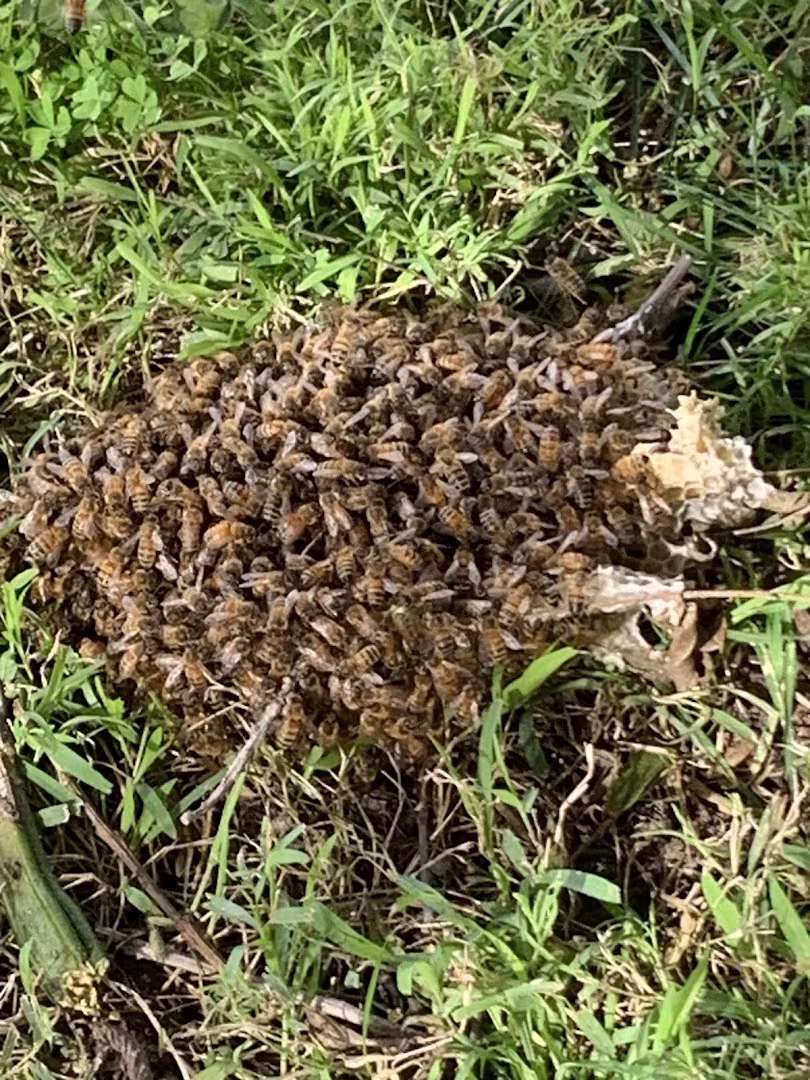 Super Bee Rescue and Removal Pest Control Santa Barbara CA hive-remove