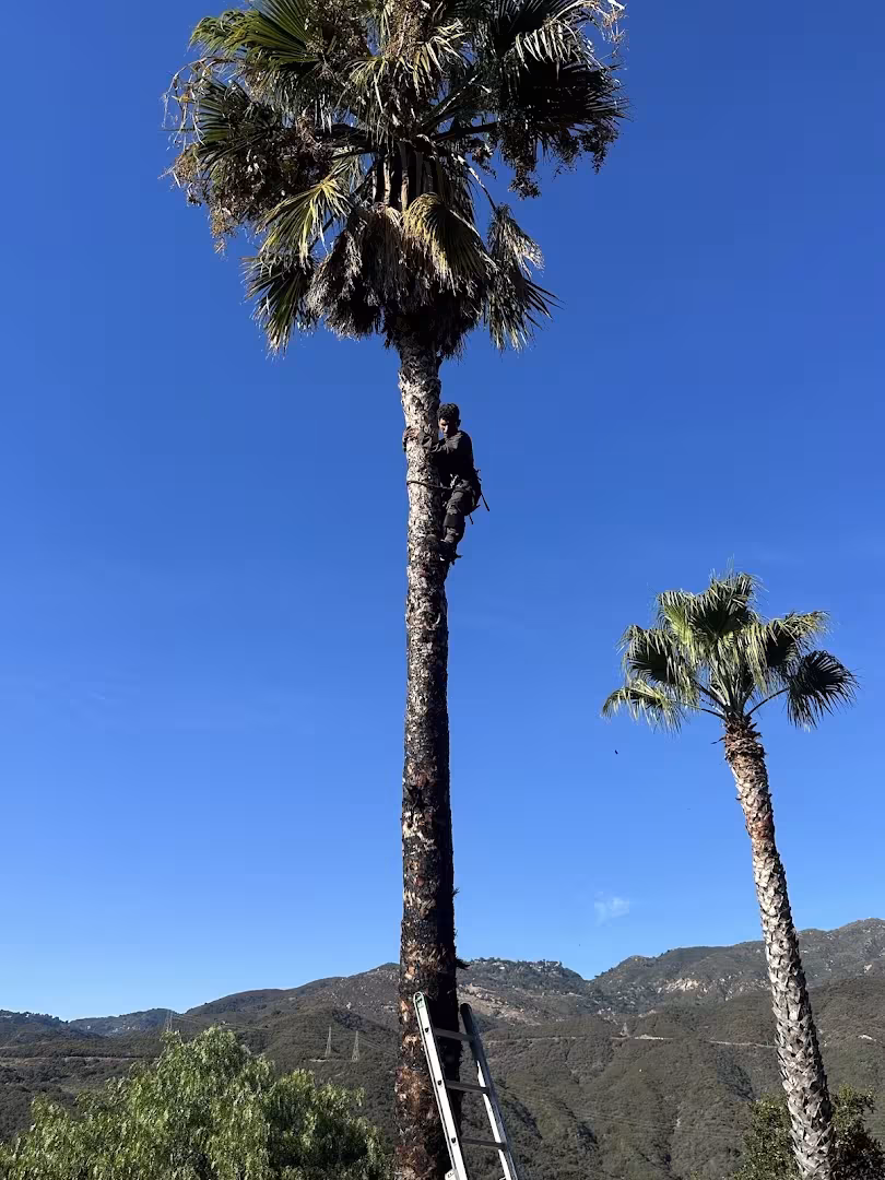 Superior landscaping and property MAINTENANCE Pest Control Santa Barbara CA rodent