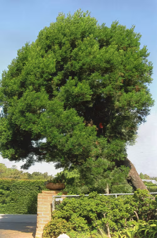 Tree Service TLC Tree Service Santa Barbara CA storm-tree